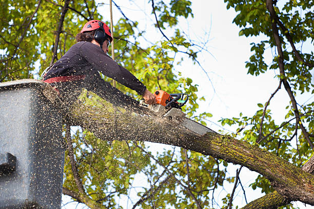 Best Arborist Consultation Services  in East Grand Forks, MN